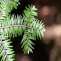 Grand-Fir-scaled-1.jpg